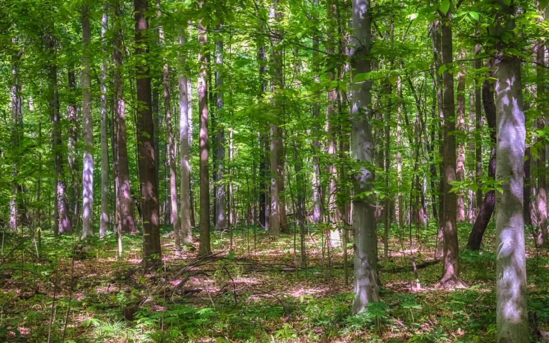 Preserving Hendricks County’s Natural Habitats: A Spotlight on Burnett Woods